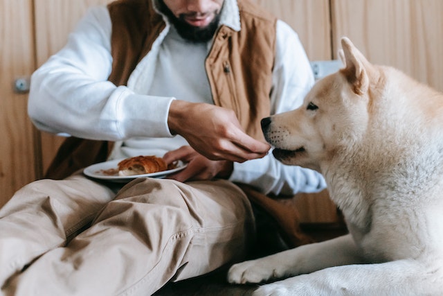 Why Our Dog Treats Are the Best for Your Furry Friend