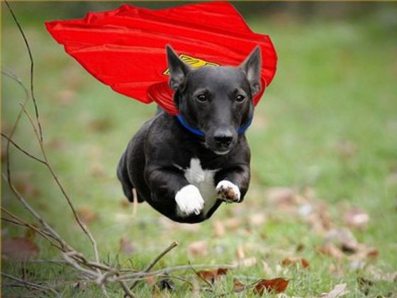 Unleashing the Power of Beef Liver: How Adding This Superfood Can Improve Your Dog's Health - Paws Healthy Choice 