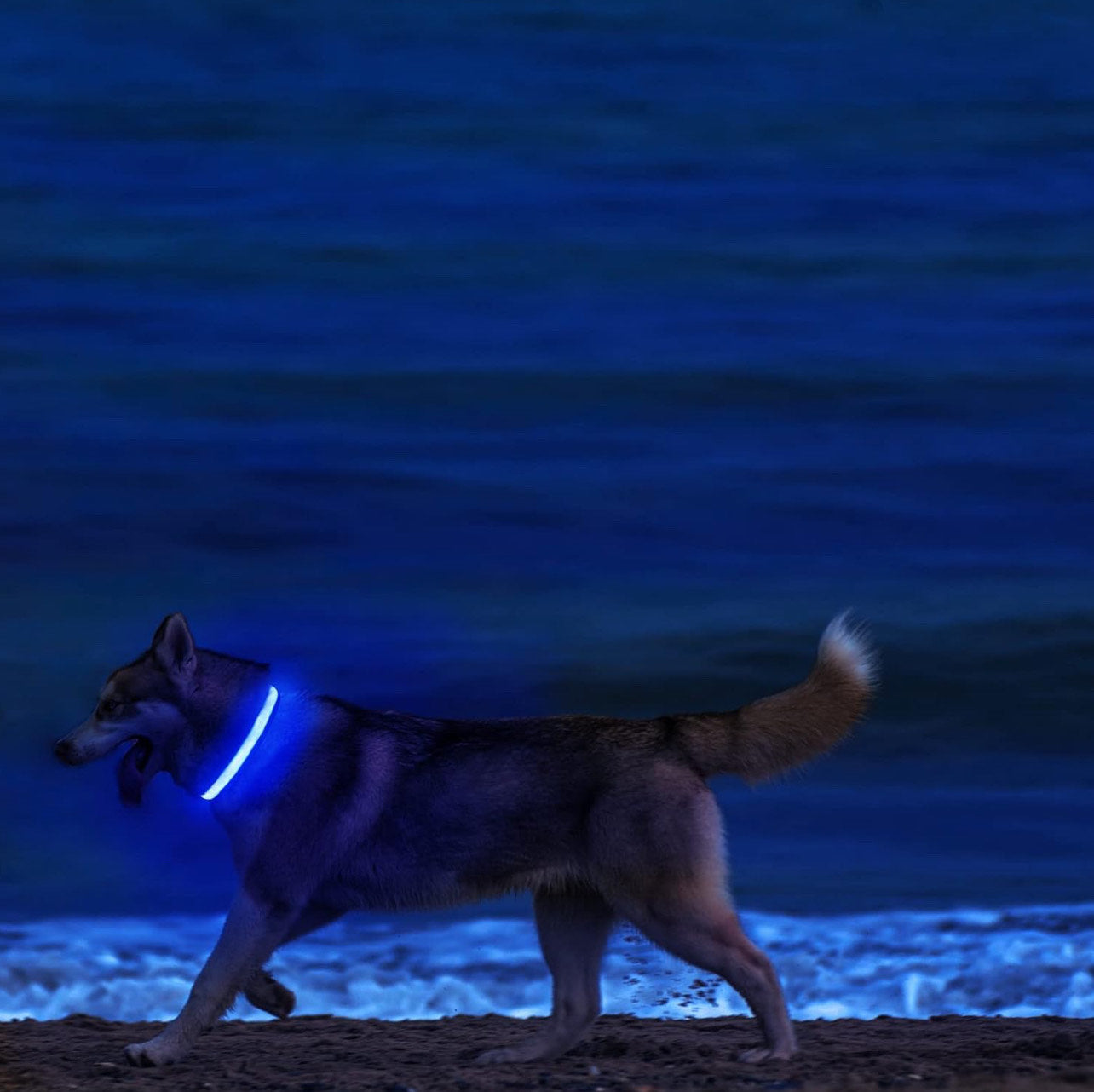 LED Glowing Dog Collar - NECK Size (XL 16 - 24in)- BLUE