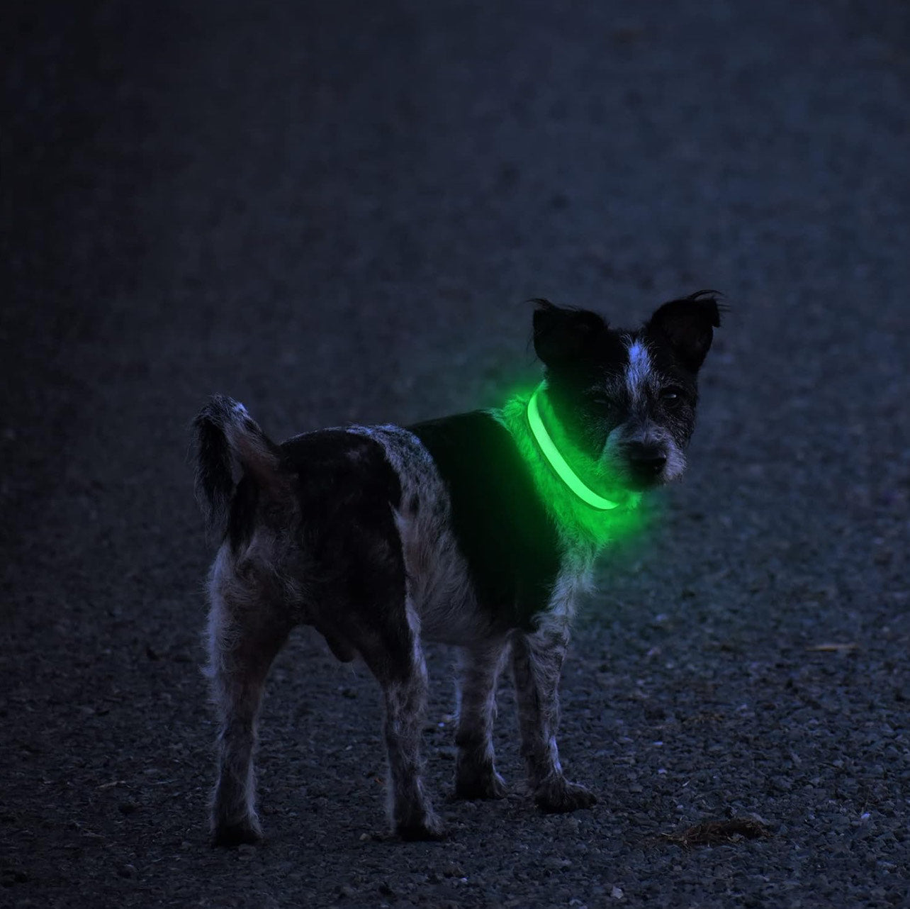 LED Glowing Dog Collar - NECK Size: (XL 16 - 24in) - GREEN