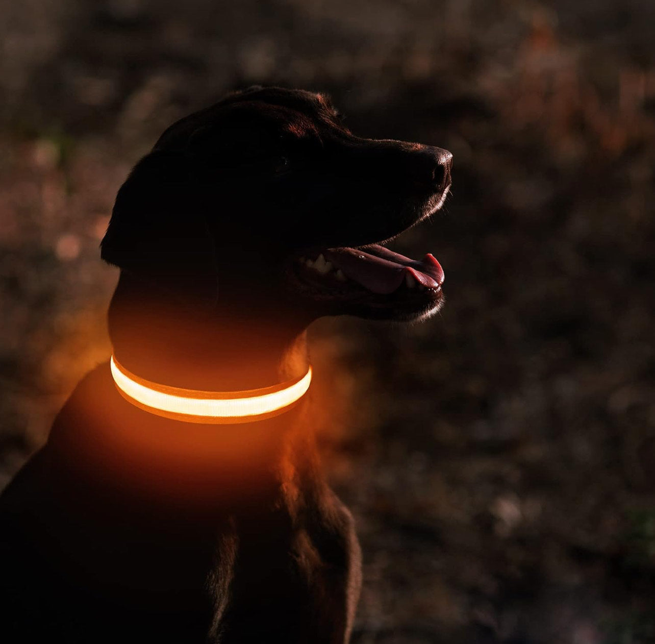 LED Glowing Dog Collar - NECK Size: (XL 16 - 24in) - ORANGE