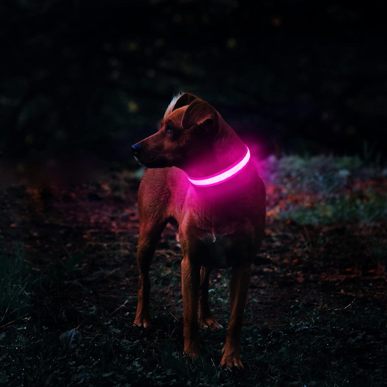 LED Glowing Dog Collar - NECK Size: (XL 16 - 24in) - PINK