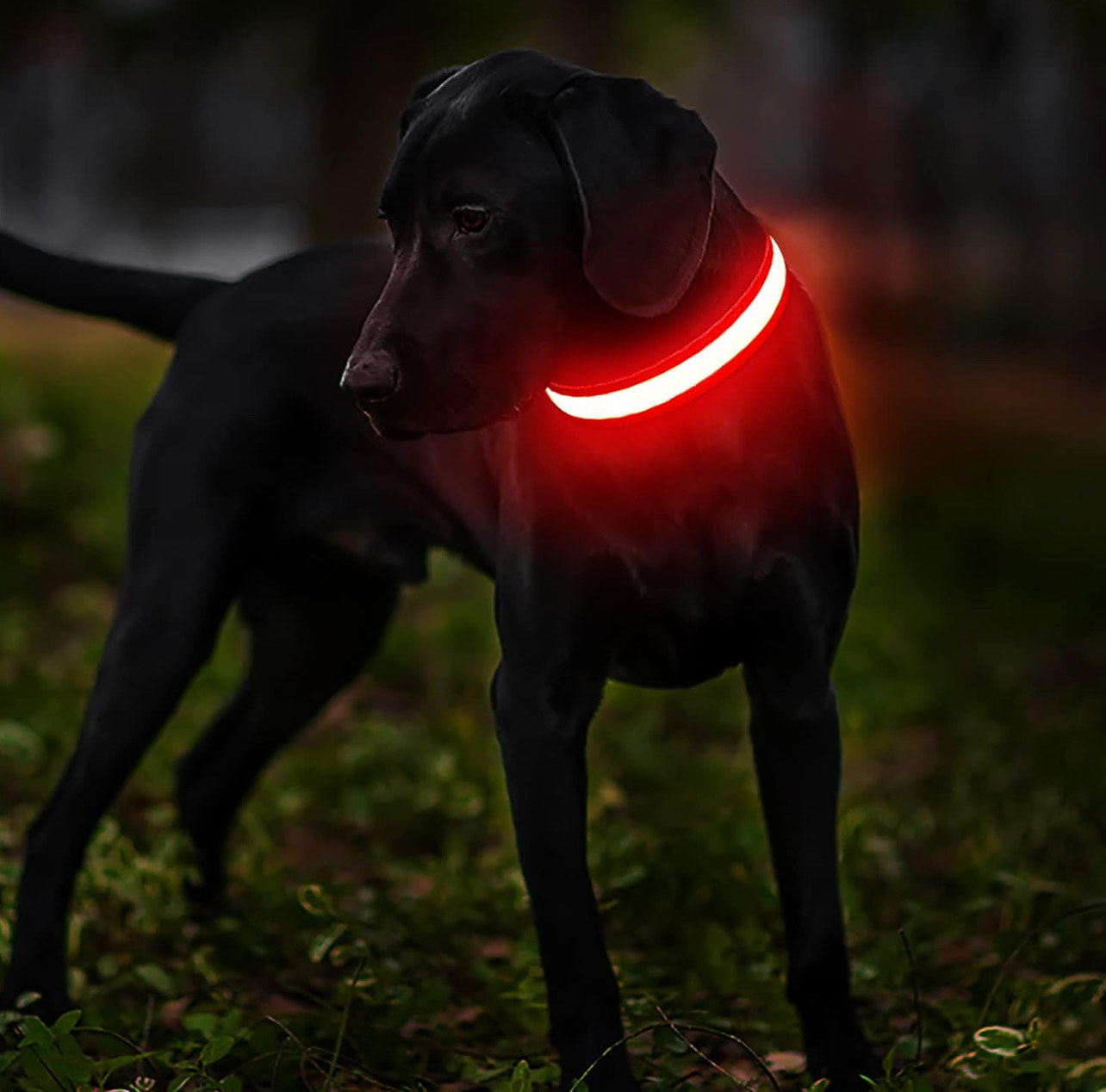 LED Glowing Dog Collar - NECK Size: (XL 16 - 24in) - RED