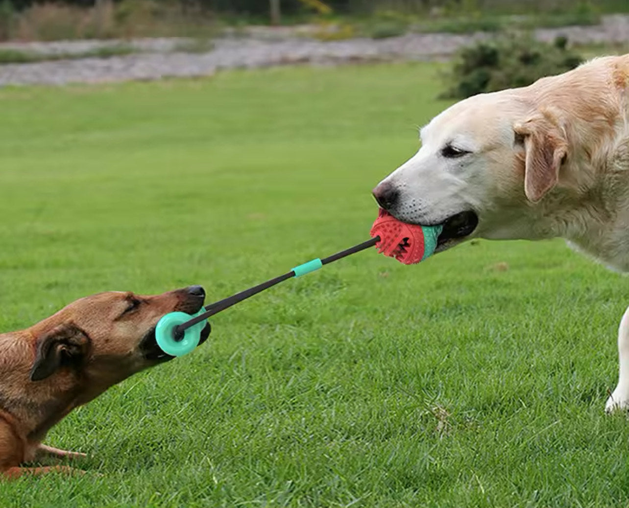 Rope Training Ball